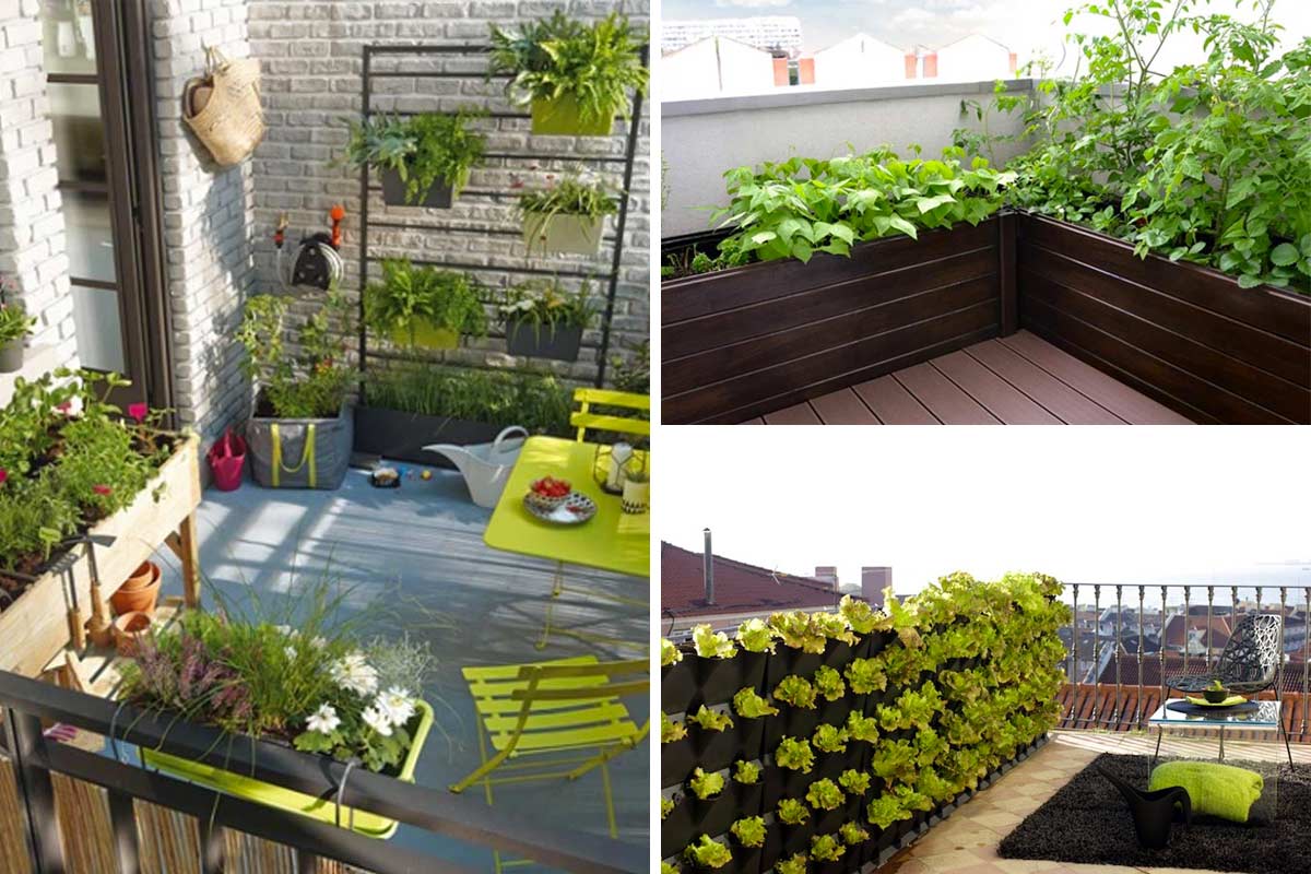 Come organizzare un orto sul terrazzo.