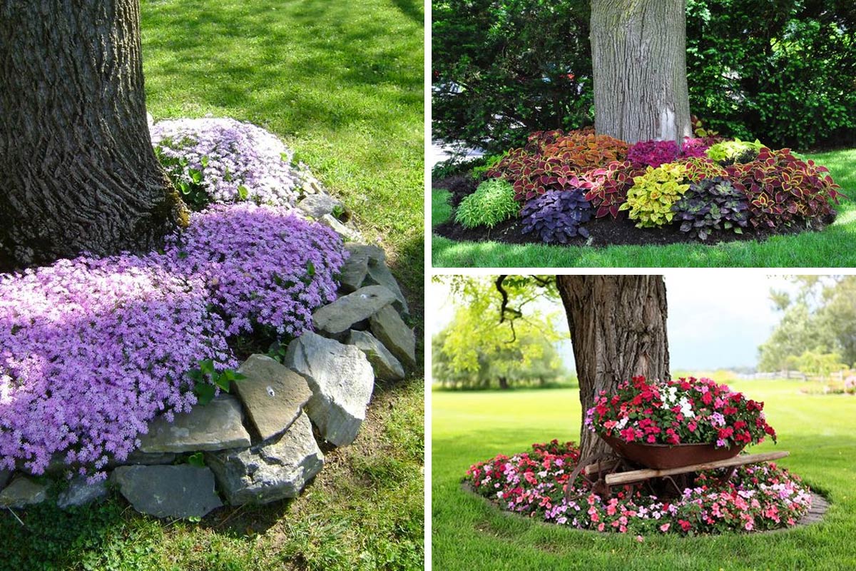 Un'aiuola sotto l'albero, idee per il giardino.