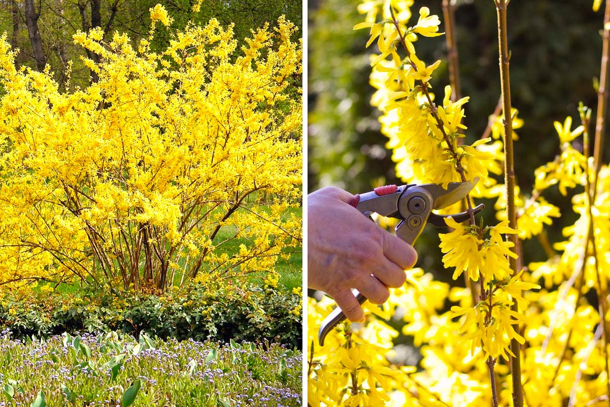 La forsizia bella pianta da giardino dai splendidi fiori gialli.