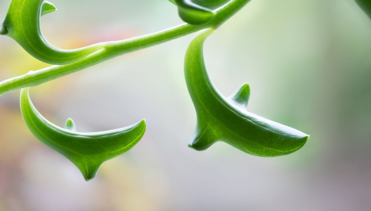 Senecio Peregrinus o pianta dei delfini: