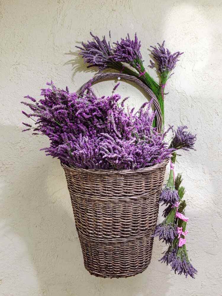 piantine di lavanda