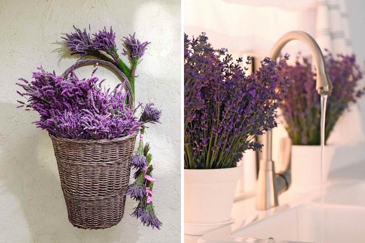 Piantine di lavanda per decorare casa.