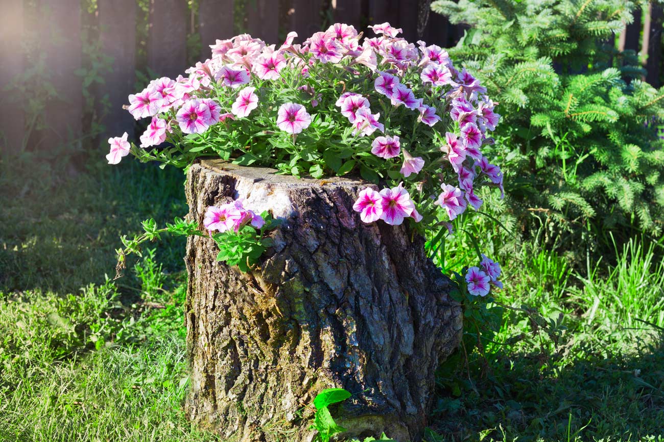 tronco di un albero abbattuto diventa una meravigliosa fioriera particolare in giardino