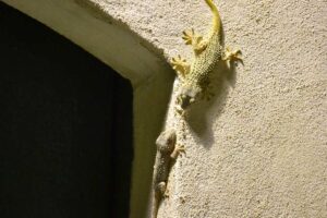 Come allontanare i gechi da casa in modo naturale: tutto quello che c’è da sapere Come-allontanare-i-gechi-da-casa-in-modo-naturale