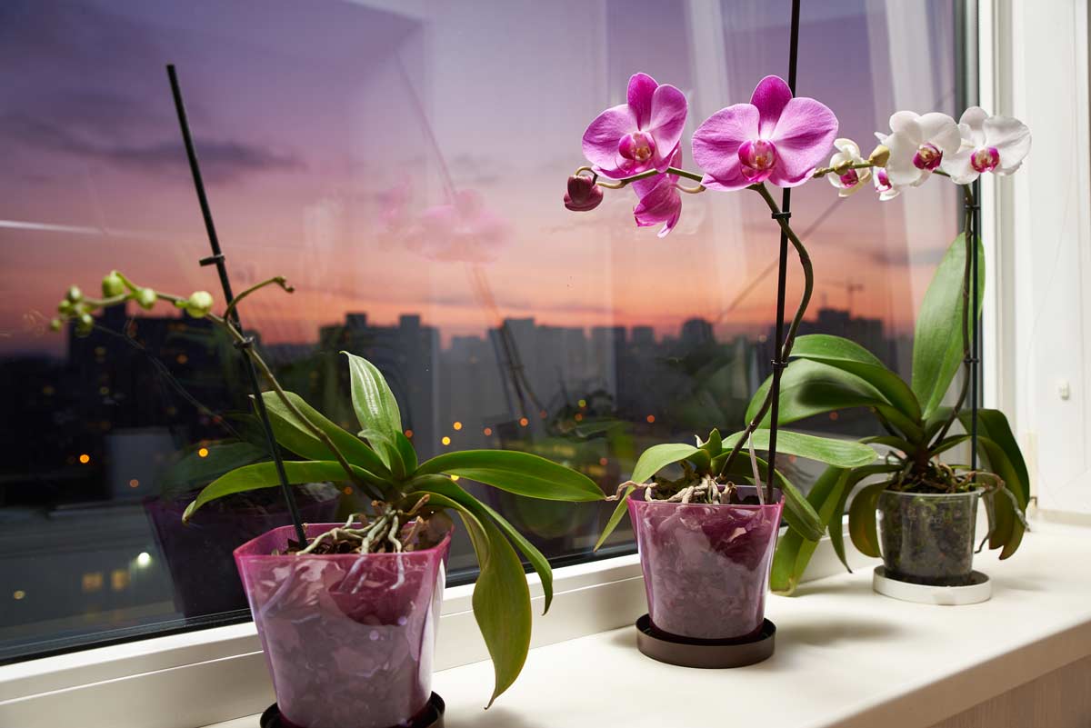 regole per avere delle orchidee belle e rigogliose