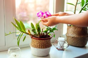 Come avere delle orchidee coloratissime e rigogliose: 6 semplici accorgimenti facili da seguire Come-avere-delle-orchidee-coloratissime-e-rigogliose