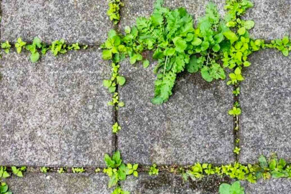 Erbacce in giardino, segreti per gestirle al meglio.