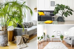 ispirazioni per abbellire il soggiorno con le piante