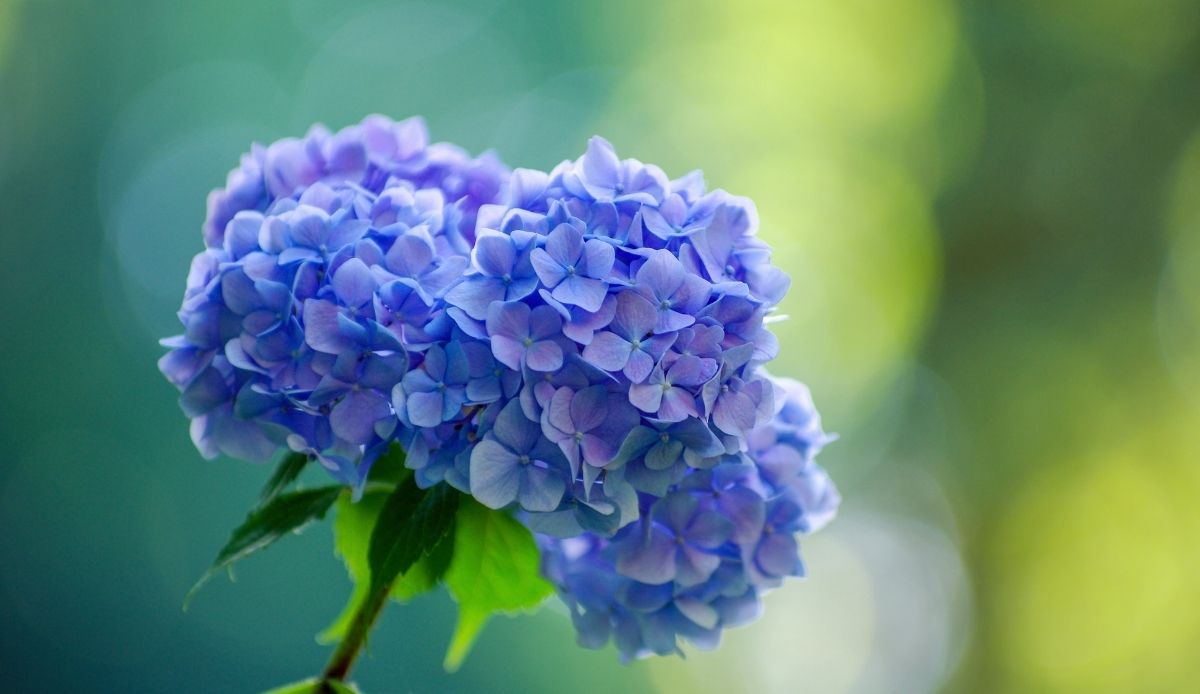 cambiare colore alle ortensie