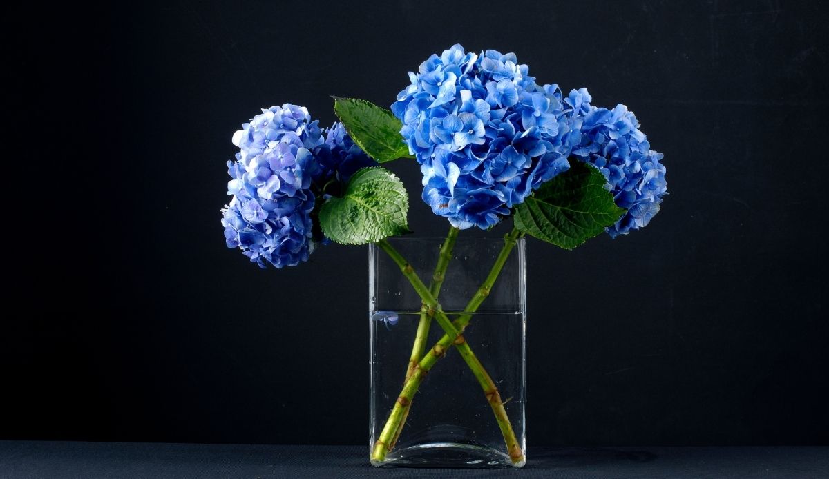 cambiare colore alle ortensie