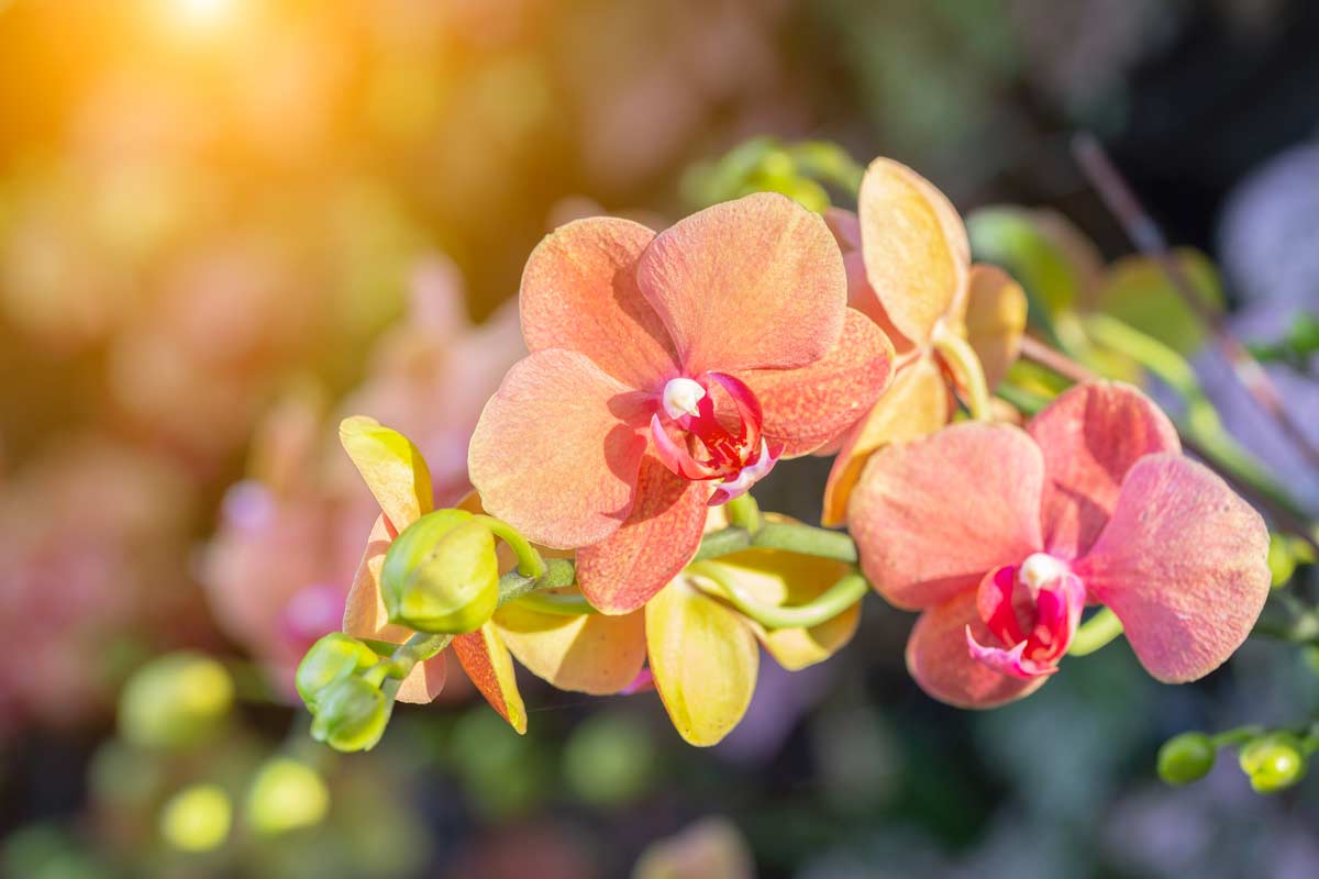 colori dell’orchidea, tutto quello che c’è da sapere 