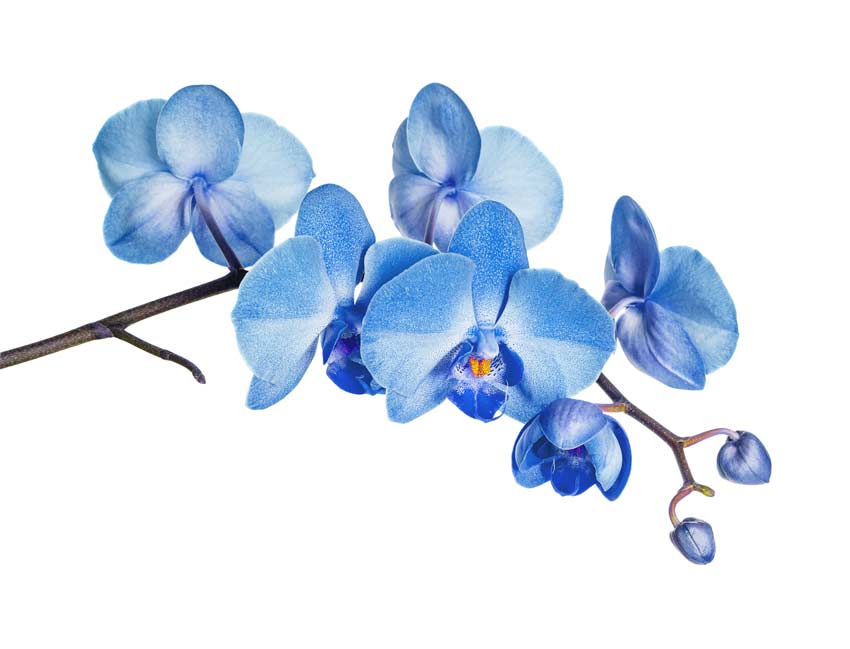 Orchidea Blu