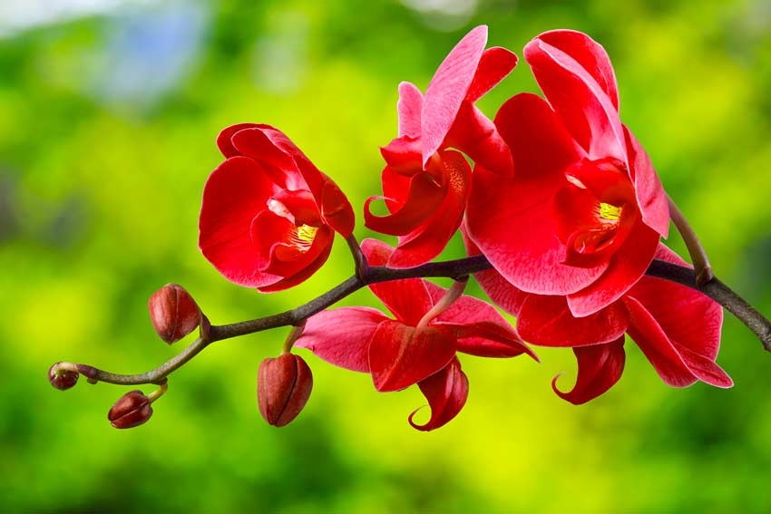 Orchidee con sfumature di rosso.