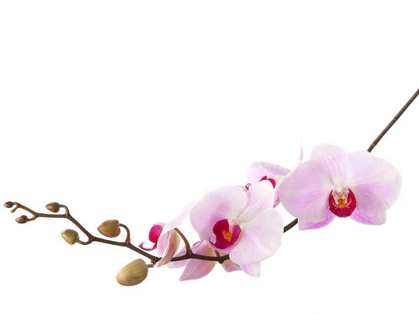 Orchidee Lilla