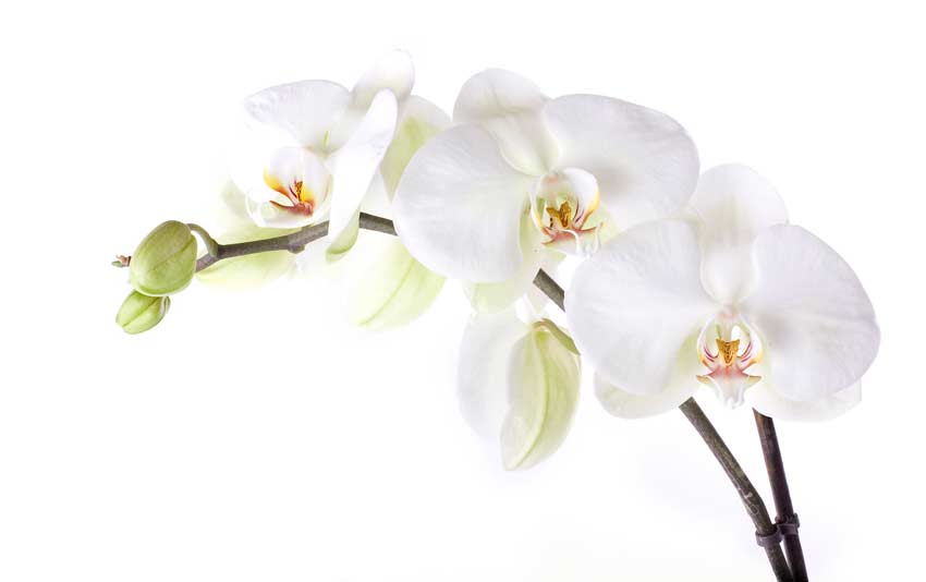 Orchidee Bianche