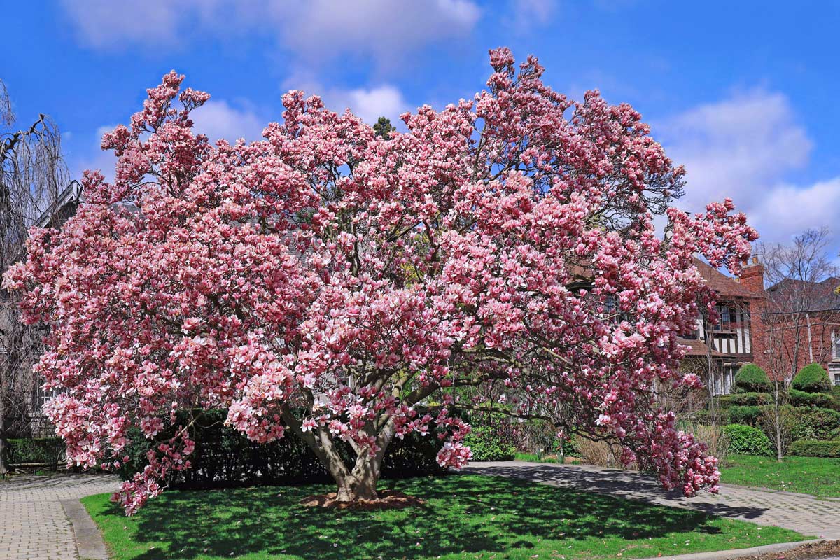 Come coltivare la magnolia di soulange in giardino.