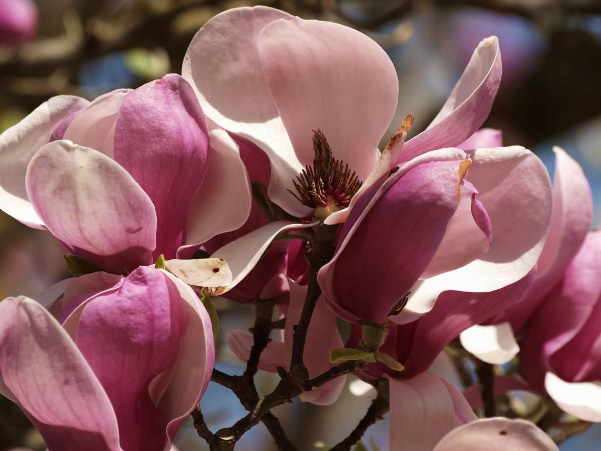 coltivare la magnolia di soulange