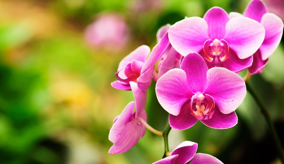 coltivare le orchidee