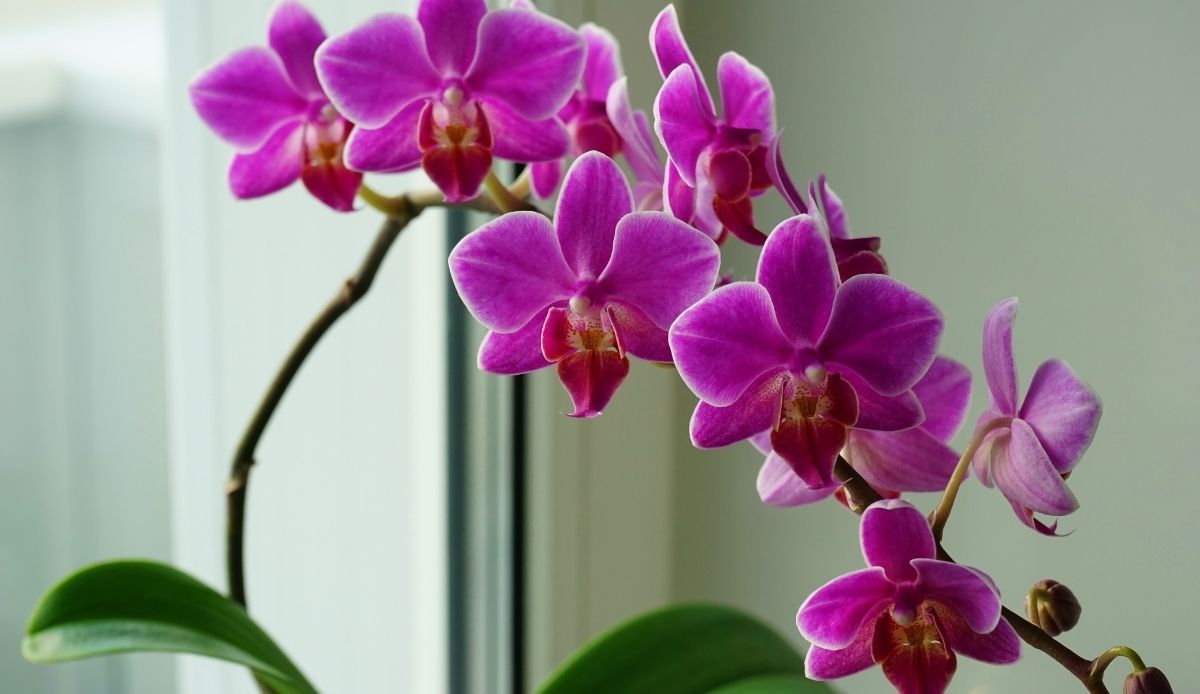 coltivare le orchidee