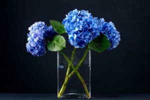 Come cambiare il colore delle ortensie: scoprite i trucchi speciali per valorizzare questi fiori meravigliosi Come cambiare il colore delle ortensie.