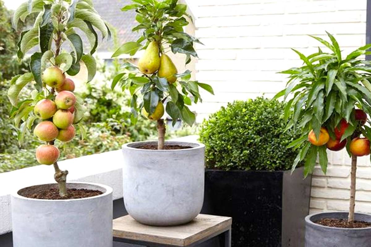 come coltivare piante da frutta in balcone.