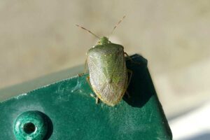 Come eliminare le cimici dal balcone: i rimedi naturali da conoscere Come eliminare le cimici dal balcone.