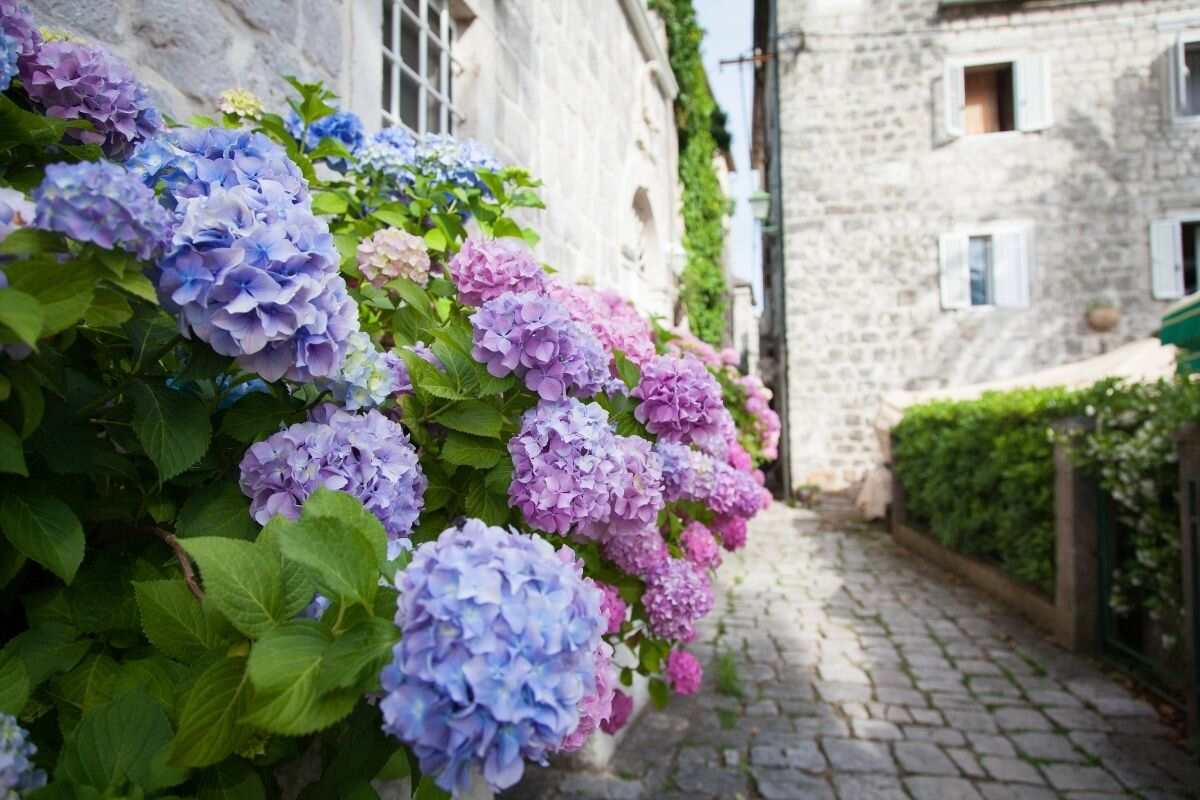 come potare le ortensie