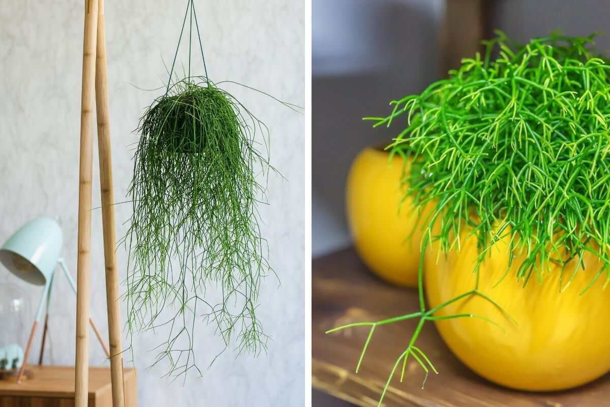 come prendersi cura della rhipsalis