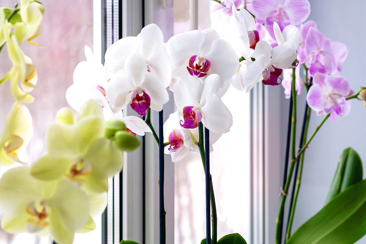 Consigli per proteggere le orchidee.