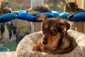 Come rimuovere i peli di cane e gatto in casa? Ecco qualche spunto efficace Come rimuovere i peli di cane e gatto.