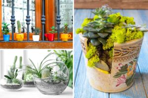 Come creare stupende composizioni con le piantine grasse: 13 idee uniche creare stupende composizioni con le piantine grasse
