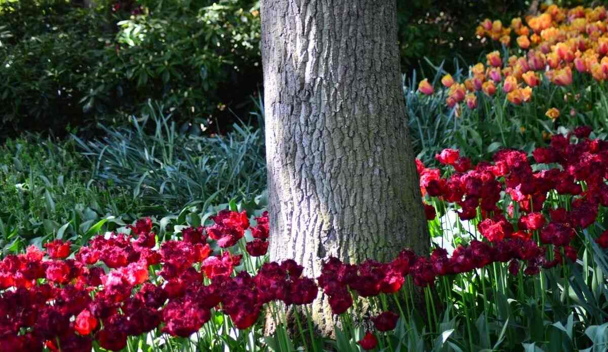 decorare gli alberi del giardino