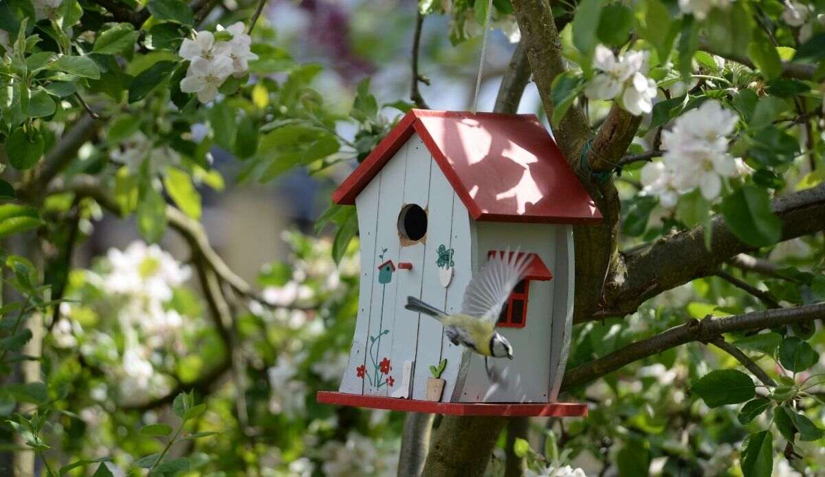 decorare gli alberi del giardino