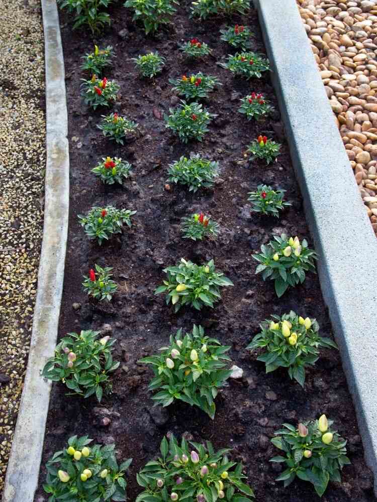 decorare il giardino con le aiuole