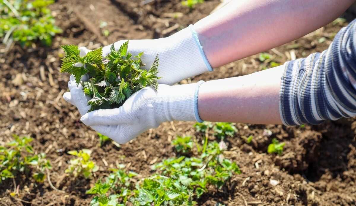 erbacce in giardino