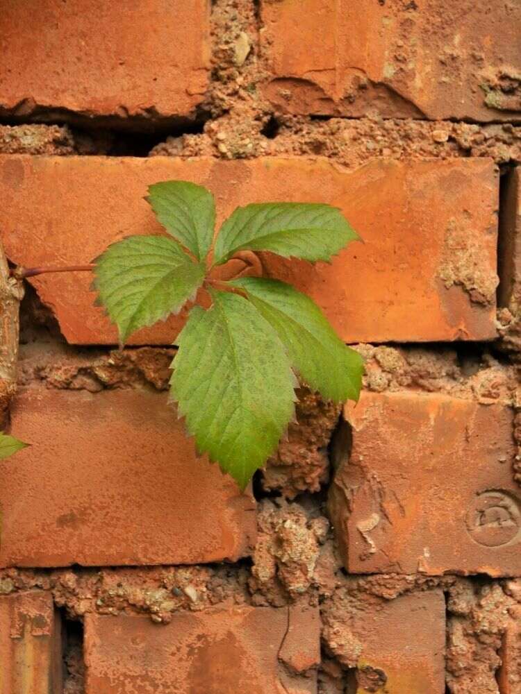 erbacce in giardino 