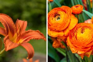 Fiori arancioni: scoprite i nomi dei più belli da coltivare sul vostro balcone o in giardino piante con fiori arancioni