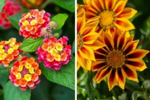 Ecco i fiori estivi da coltivare in pieno sole per far risplendere il giardino: lasciatevi incantare Ecco i fiori estivi da coltivare in pieno sole per far risplendere il giardino: lasciatevi incantare