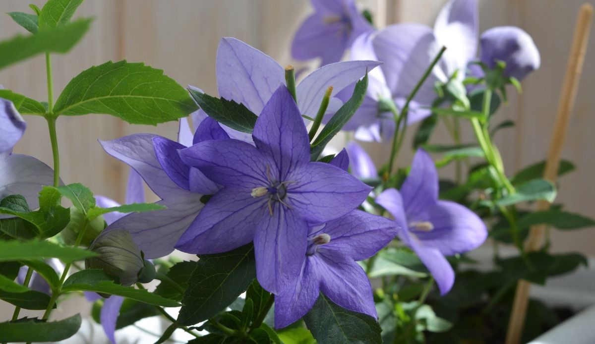 fiori perenni