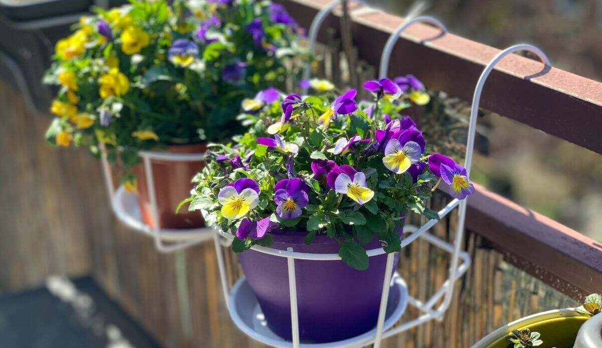 Fiori perenni per un balcone colorato.