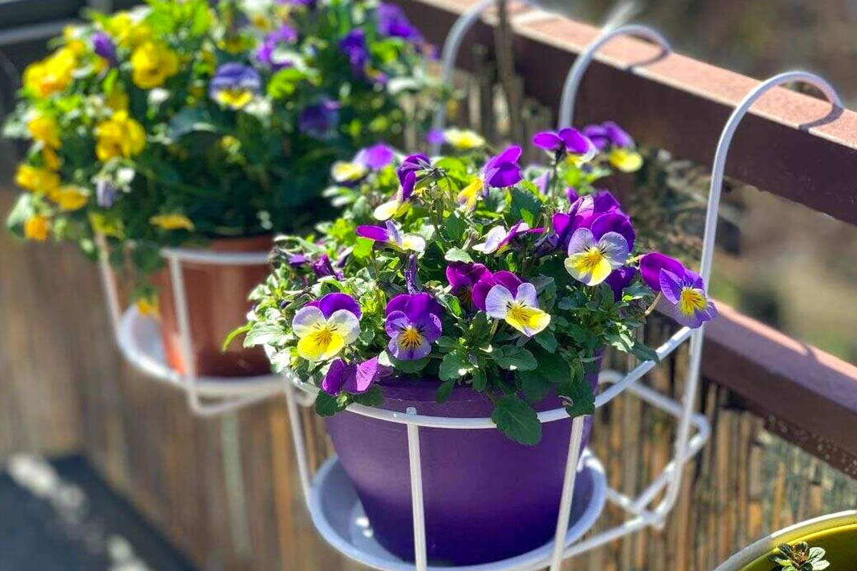 Fiori perenni per un balcone che lascia senza fiato.