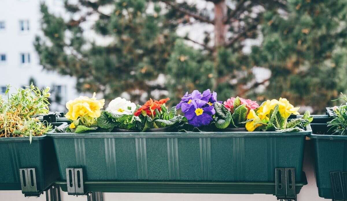 fiori perenni Primule in vaso sul balcone.