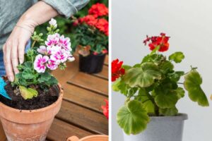 Come mantenere i gerani fioriti tutto l'anno? Ecco i trucchi migliori! gerani-fioriti-tutto-lanno