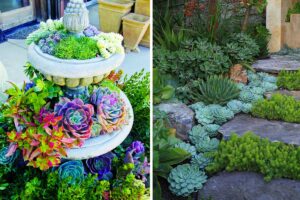 Un giardino meraviglioso con le piante grasse: ecco le ispirazioni da non perdere giardino meraviglioso con le piante grasse