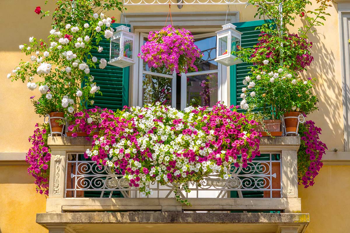 Come avere giardino e balcone fiorito e colorato tutto l'anno.