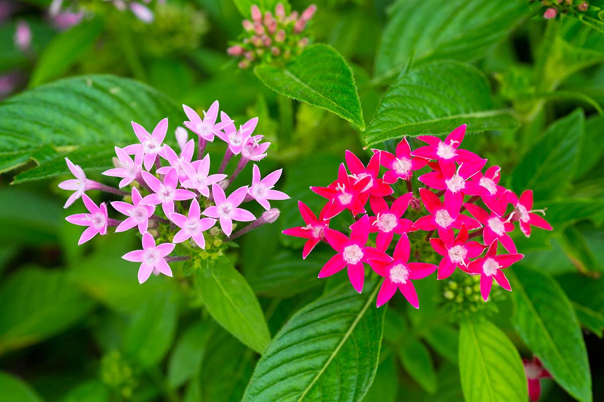 La stella egiziana, pentas.