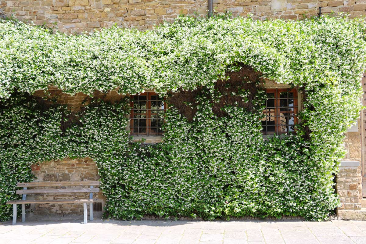 piante rampicanti sempreverdi per pergola e recinto