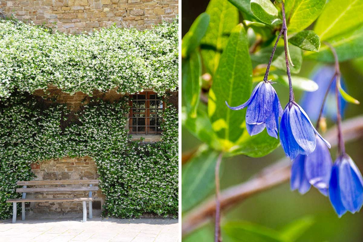 piante rampicanti sempreverdi per pergola e recinto