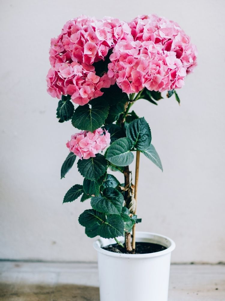 moltiplicare le ortensie con le talee