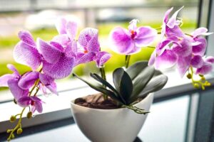 Trovare la luce giusta per una fioritura perfetta delle orchidee.